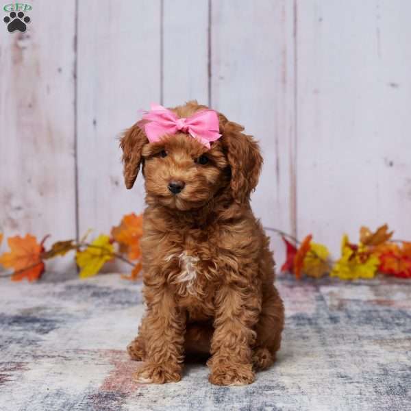 Indra, Mini Goldendoodle Puppy